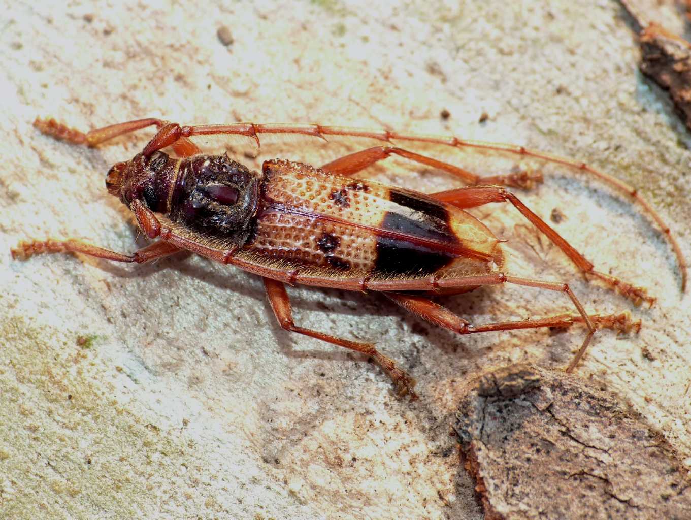Phoracantha recurva (Cerambycidae) a Ostia Antica